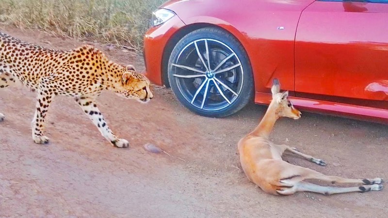 youtube_viral_video_cheetah_attacked_on_impala_shocking_video.jpg