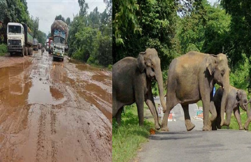 CG Assembly Election 2023 : हाथी के भय से सहमे रहते हैं ग्रामीण, गांव में सरकारी सुविधाओं का नाम तक नहीं