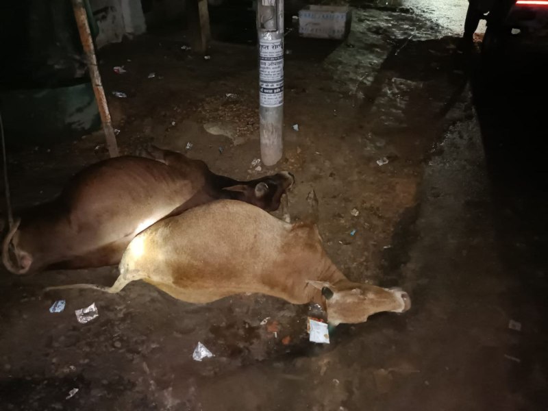 बिजली विभाग के लापरवाहीः स्ट्रीट लाइट के खंभे पर पर करंट दौड़ने से 2 गाय की मौत