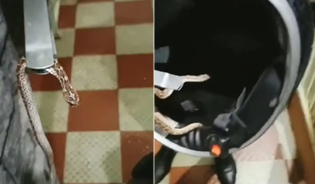 poisonous_snake_hidden_inside_helmet_viral_video.jpg