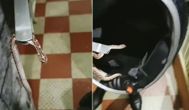 poisonous_snake_hidden_inside_helmet_viral_video.jpg