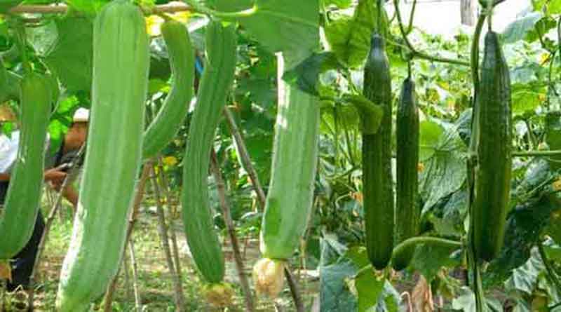 Government will give free seeds of hybrid vegetables to farmers