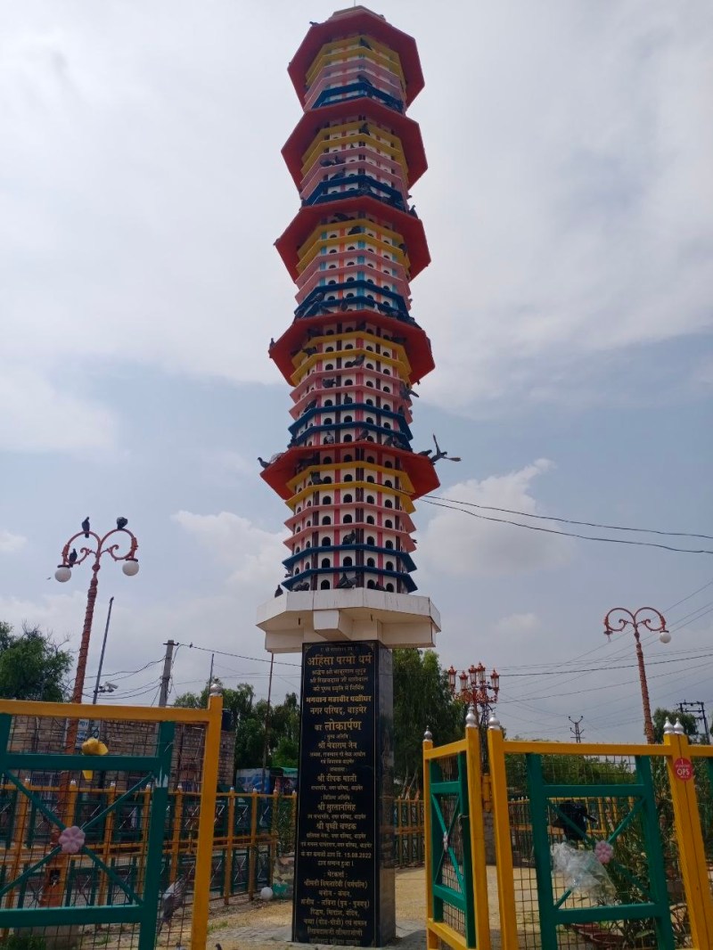 बालोतरा-बाड़मेर में कबूतर करोड़पति