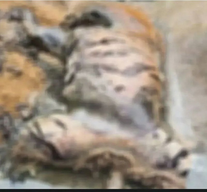 टाइगर को मारकर गर्दन काट ले गए शिकारी