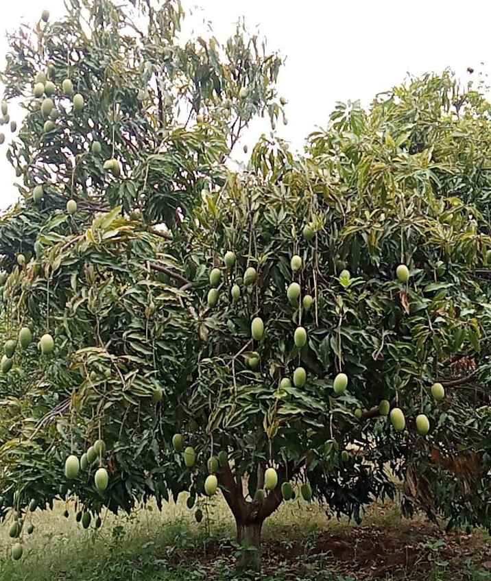 आम और चीकू से लकदक बाग