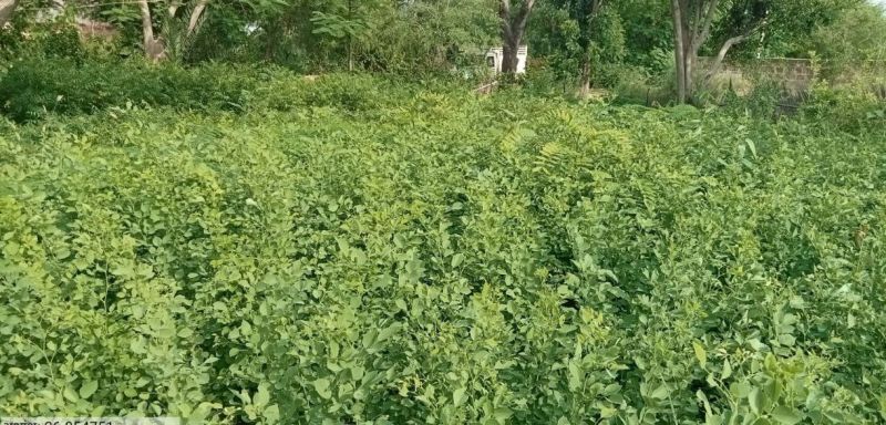 मरुप्रदेश में 4.50 लाख पौधों का होगा रोपण, गुनगुनाएगी हरियाली