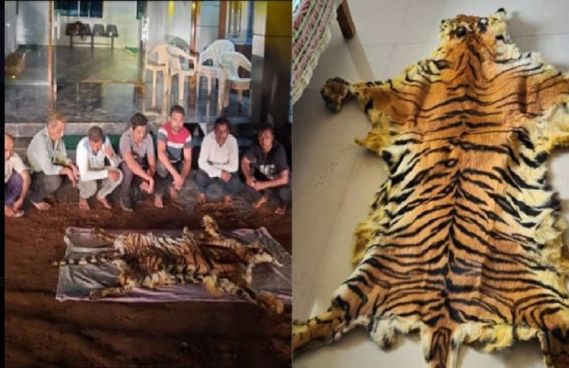 ढाई वर्षीय बाघ का निकाला खाल, वन विभाग ने किया खुलासा, 7 आरोपी गिरफ्तार