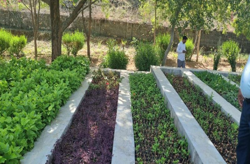 ट्री आउट साइड फॉरेस्ट अभियान से हरा-भरा होगा राजस्थान