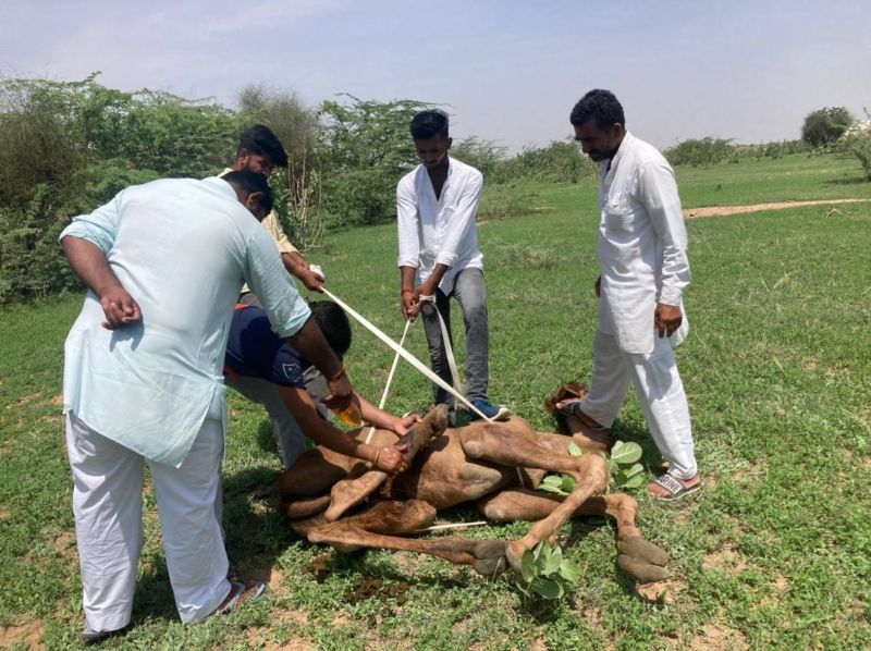 वाहन की टक्कर से घायल हुआ रेगिस्तान का जहाज, ग्रामीणों ने करवाया उपचार