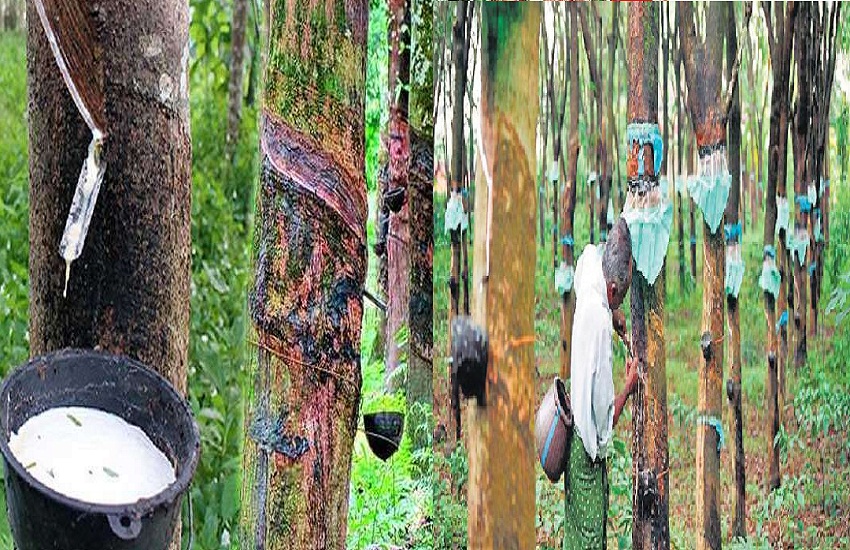 बस्तर के किसानों की चमकेगी किस्मत, ऐसे होगी रबर की खेती, वैज्ञानिकों ने 1500 से ज्यादा लगाए पौधे