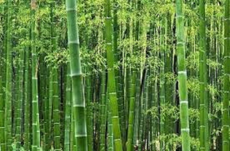 बांस की मदद से बायो-एनर्जी पैैदा करना संभव, साबित होगा अक्षय ऊर्जा का साफ-सुथरा स्रोत