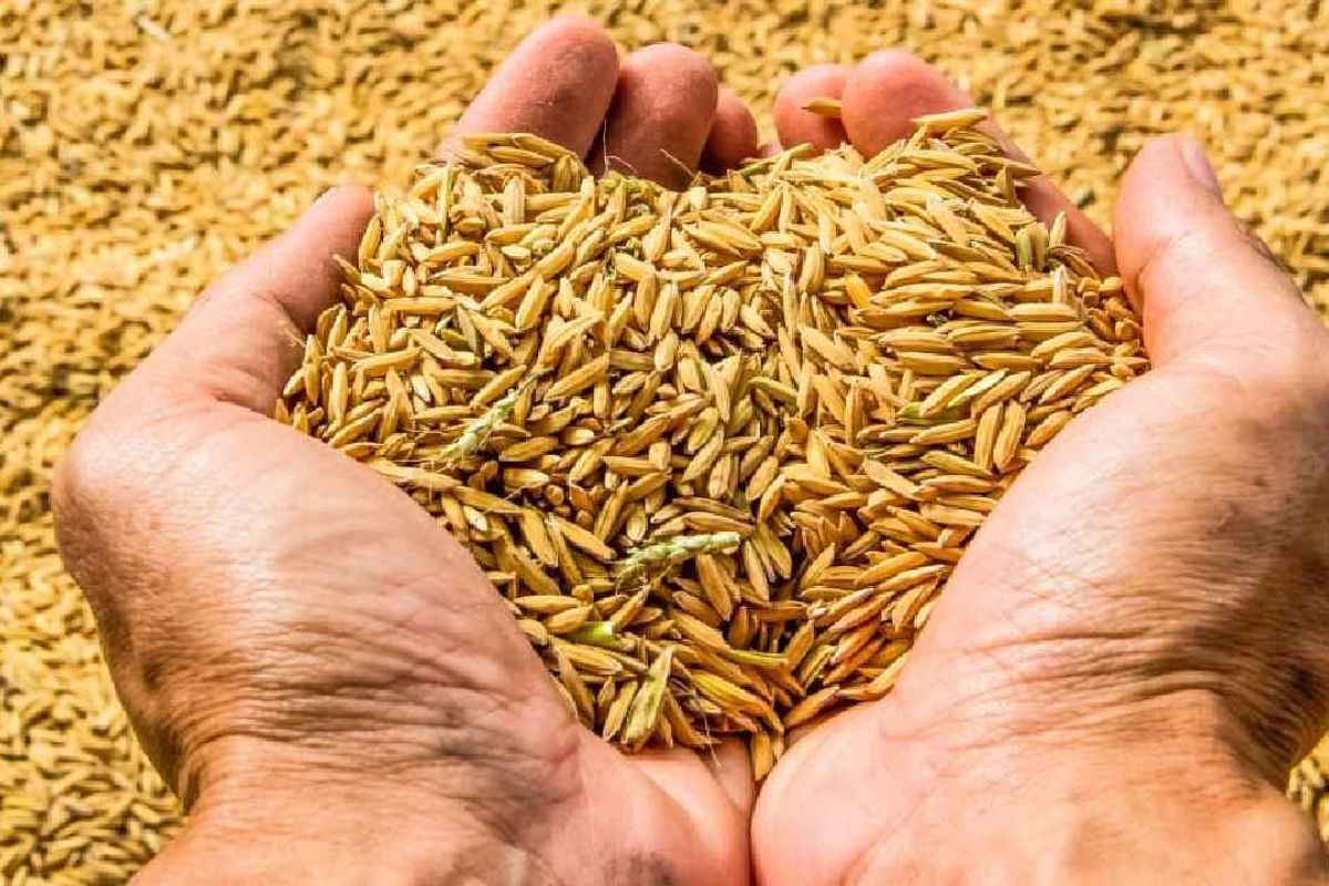 Paddy Procurement in UP: Big news for farmers, Yogi government orders