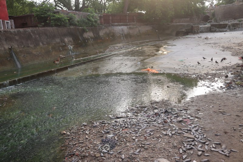 कॉलोनियों तक पहुंची मरी हुई मछलियों की दुर्गंध