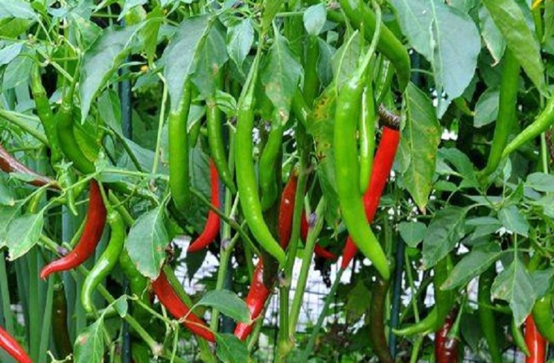 महंगाई का ब्रेक फेल, टमाटर, अदरक के बाद अब हरी मिर्च आउट ऑफ कंट्रोल