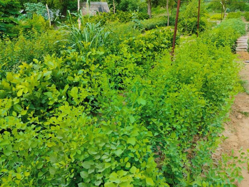 आपके नजदीक में कहां है नर्सरी, अब गूगल मैप बताएगा लोकेशन