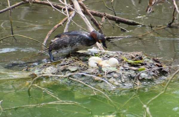 This is how little grebe bird protects eggs....... see photos
