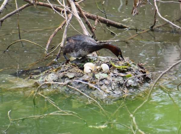 This is how little grebe bird protects eggs....... see photos