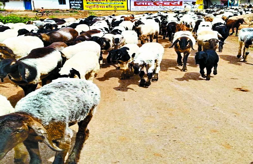 छुरा के जंगल में घुसे हजारों राजस्थानी भेड़-बकरी, वन विभाग बना मूकदर्शक