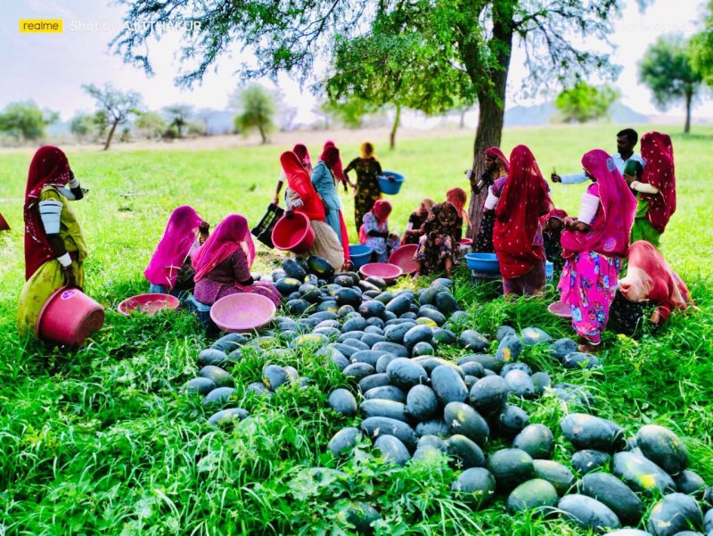 आइस बॉक्स तरबूज की बम्पर पैदावार, किसान मालामाल