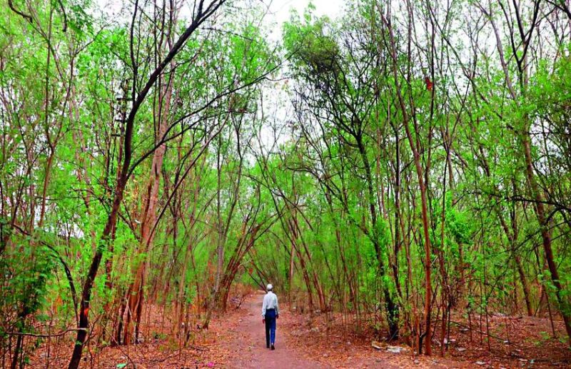 इंदौर की आवाज... हमारे लिए जरूरी है ऑक्सीजोन, इसे बचाएं