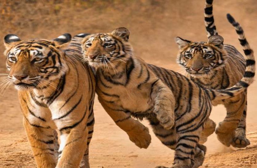 Tiger Cubs Can Be Seen Soon In Sariska Tiger Reserve In Alwar Rajasthan