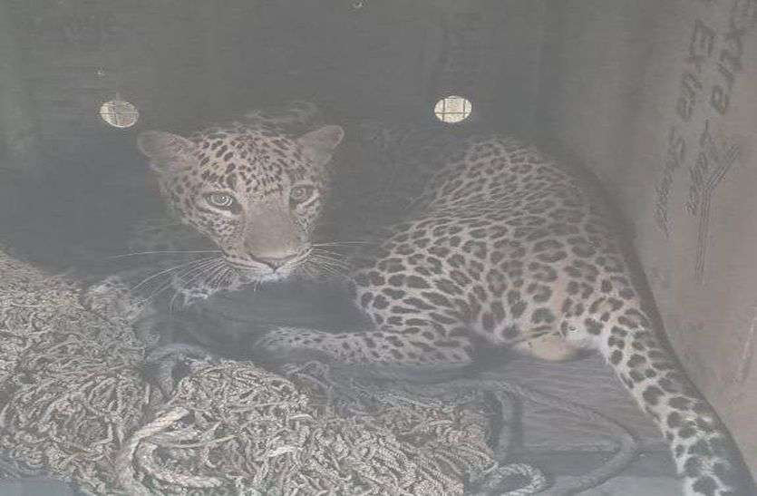 Watch VIDEO: #Ratlam's leopard left in Dewas