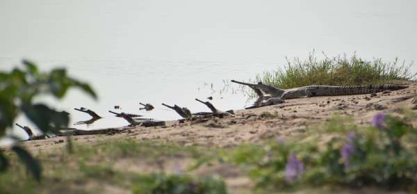 Prince of Chambal on the back of a male crocodile..... see rare pictures