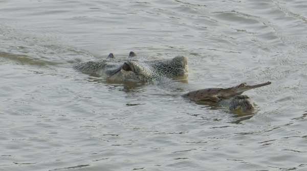 Prince of Chambal on the back of a male crocodile..... see rare pictures