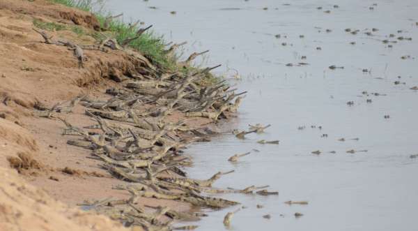 Prince of Chambal on the back of a male crocodile..... see rare pictures
