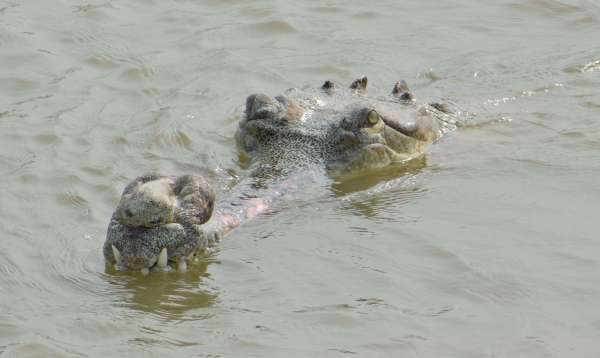 Prince of Chambal on the back of a male crocodile..... see rare pictures