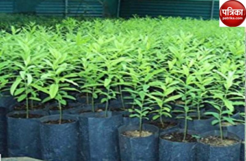Chitrakoot News : चित्रकूट में किसानों के लिए खुश खबरी,फलदार पौधे मिलेगे फ्री,जाने कब और कैसे