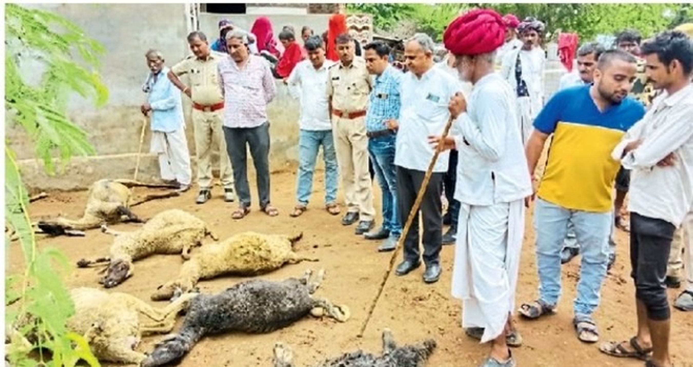 रोवाड़ा में पैंथर ने 22 भेड़ों व एक बकरी को बनाया शिकार