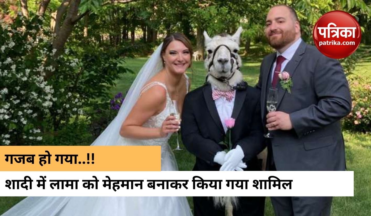 llama_animal_attend_wedding_as_groomsman_in_new_york_photo_goes_viral.jpg