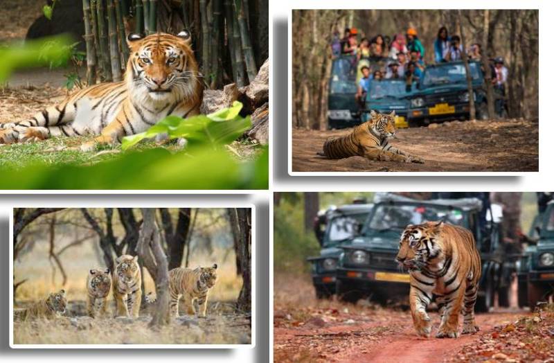 national_tiger_reserve_mp_news_tiger_will_not_be_seen_for_three_months_break_on_jungle_safari_in_monsoon_know_interesting_facts_about_tourist_and_project_tiger_in_mp.jpg