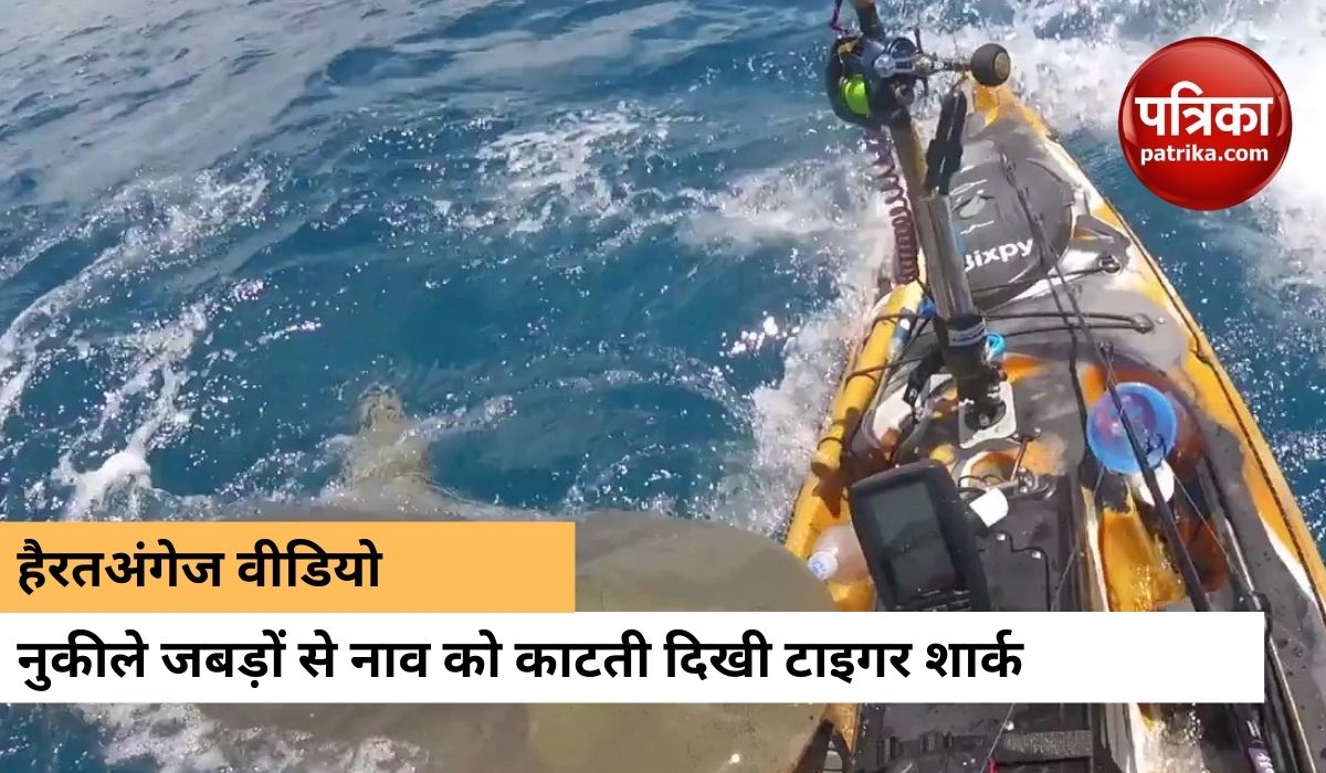 मजे से बोटिंग कर रहा था शख्स तभी टाइगर शार्क ने किया हमला, देखें वीडियो
