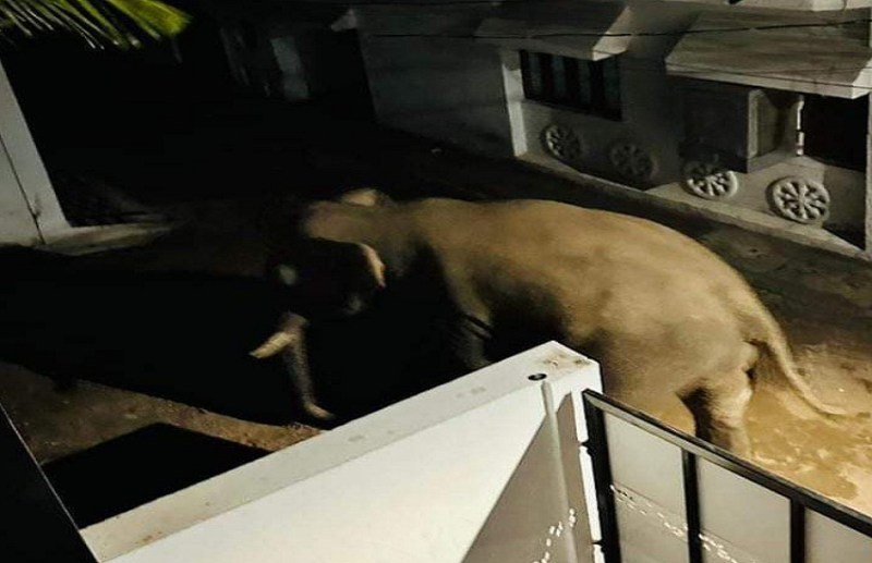 शहर में पहुंचा हाथी : शिक्षक नगर में गजराज की धमक,  दहशत में आए लोग , वन विभाग ने जारी किया अलर्ट