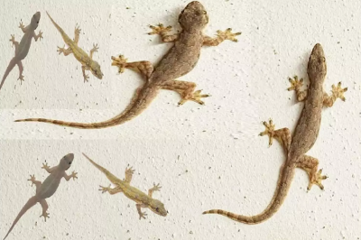home_remedies_for_lizard_prevention.png