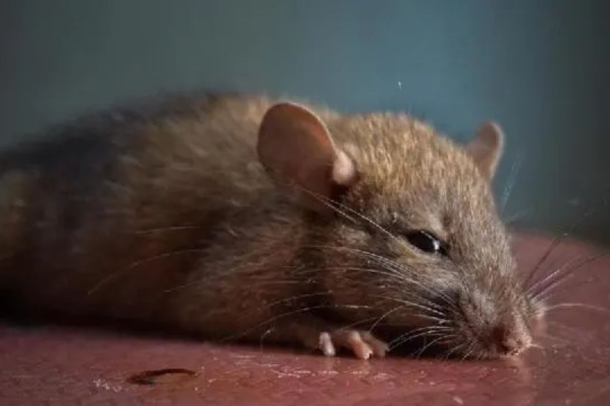 Rats banned police stations malkhana online Aligarh in UP