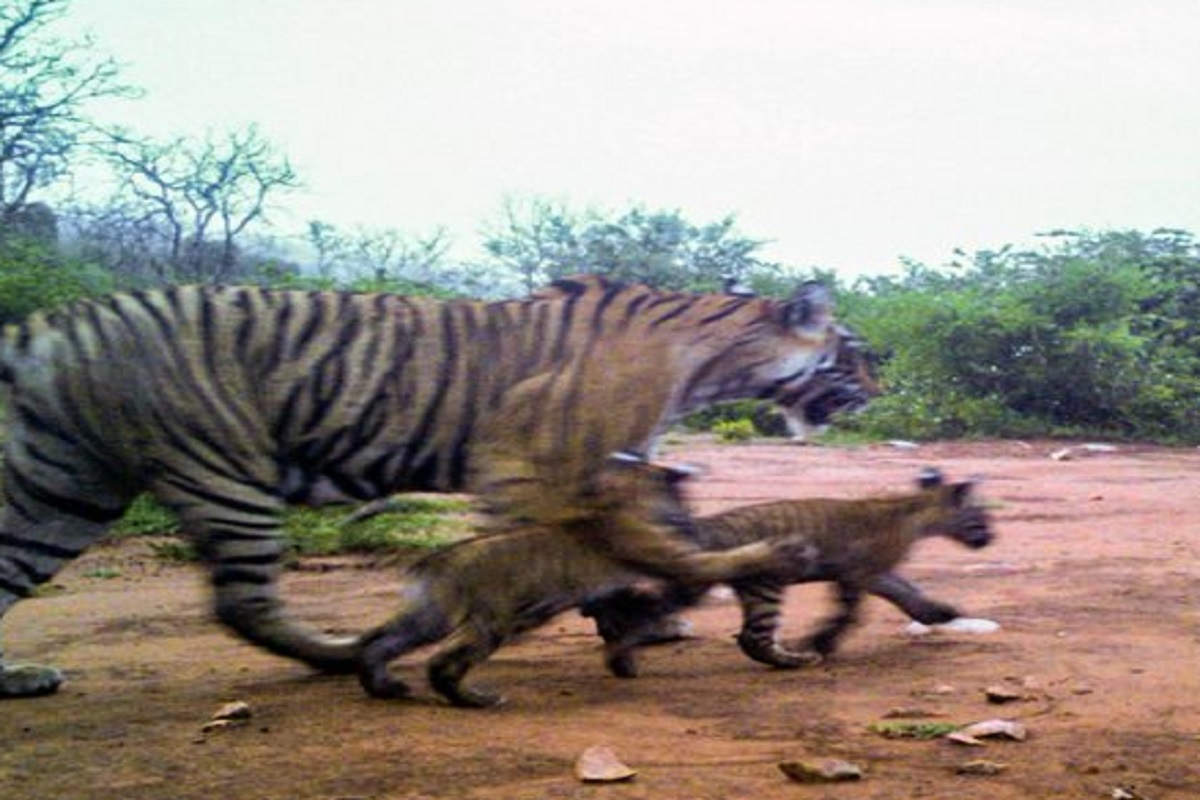 sariska_tiger_reserve.jpg