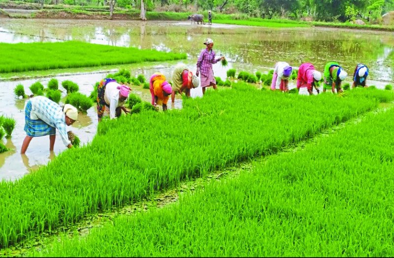 इस बार हो चुकी 46 मिमी अधिक बारिश