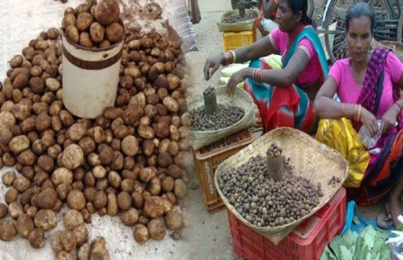 बाजारों में आई छत्तीसगढ़ की सबसे महंगी सब्जी 'बोडा '... 1 हजार रुपए किलो खरीद रहे लोग