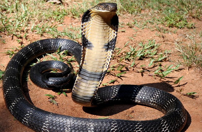 cobra_snake.jpg