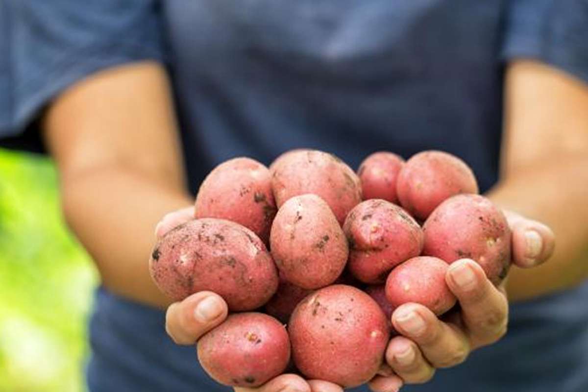 Potatoes is healthy for the body 