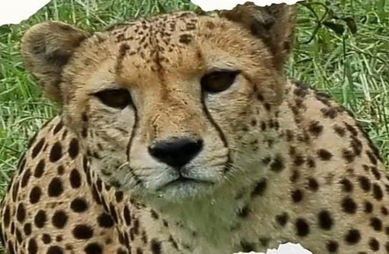 कूनो में फिर एक चीते की मौत, मादा चीता से संघर्ष की आशंका