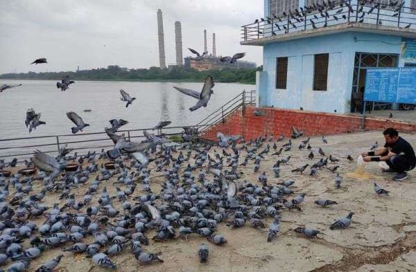 कोटा बैराज कोई धणी धोरी नहीं,सुरक्षा गार्ड ही प्रतिबंधित क्षेत्र में डाल रहा चुग्गा, जगह-जगह चूहों के बिल कर रहे बांध को खोखला