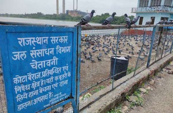 कोटा बैराज कोई धणी धोरी नहीं,सुरक्षा गार्ड ही प्रतिबंधित क्षेत्र में डाल रहा चुग्गा, जगह-जगह चूहों के बिल कर रहे बांध को खोखला