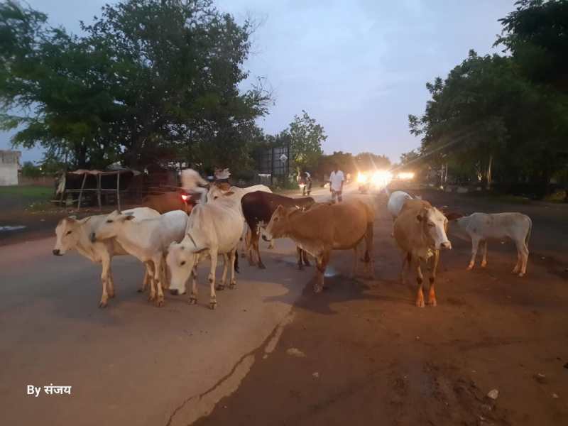 रोका छेंका कागजों में केरा रोड बना अघोषित गोठान