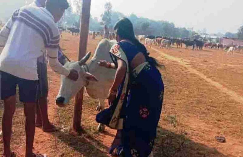 Tenth pass woman vaccinated 53 thousand animals in five years