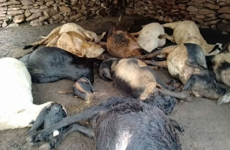 Accident: 10 sheep and one goat died due to current