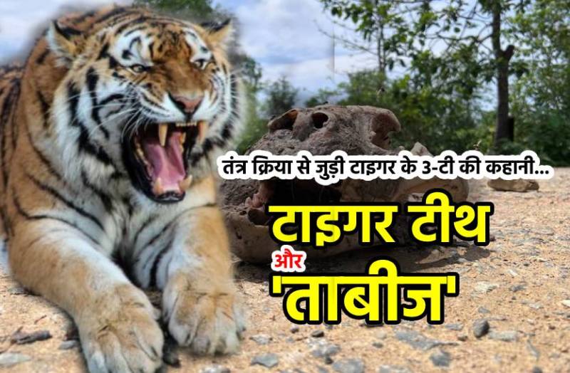 तंत्र क्रिया के लिए टाइगर के शिकार से जुड़ी 3-T की कहानी... बाघ के दांत का ताबीज